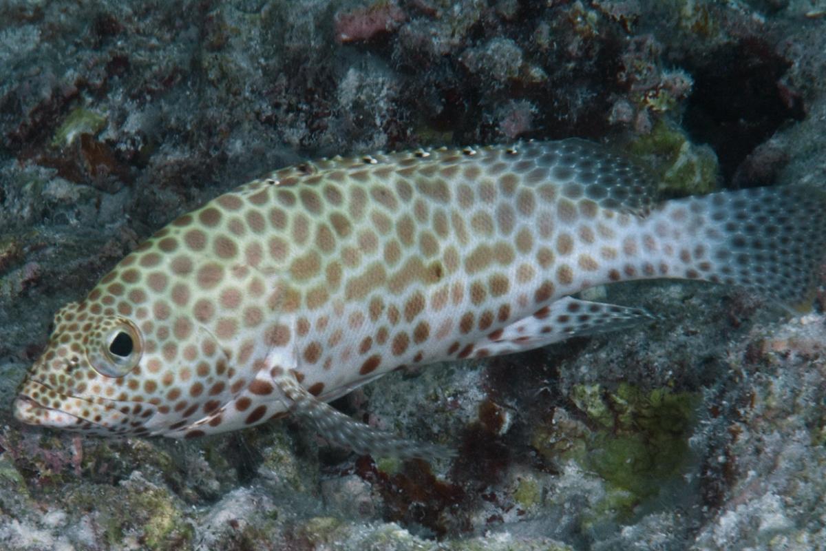 This grouper is distinguishable by its light colored body with nested, brown, hexagon shaped spots.