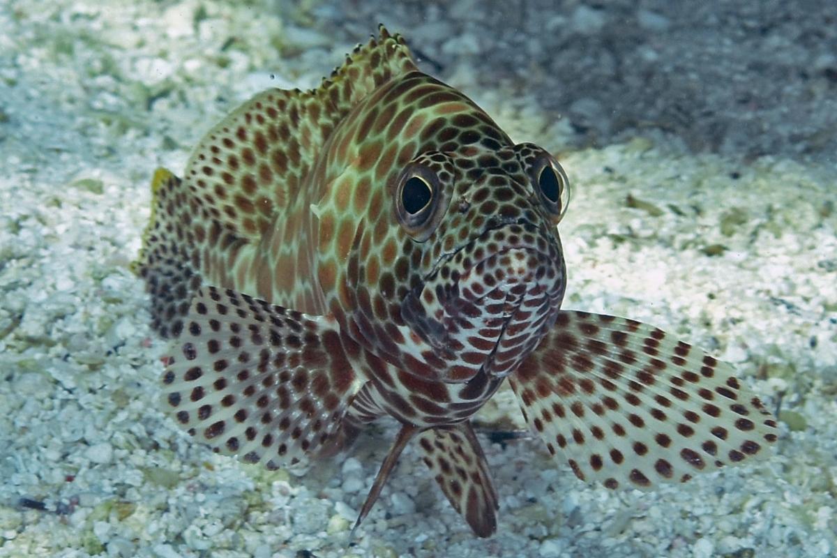The diet of this grouper consists of other fish and crustaceans.