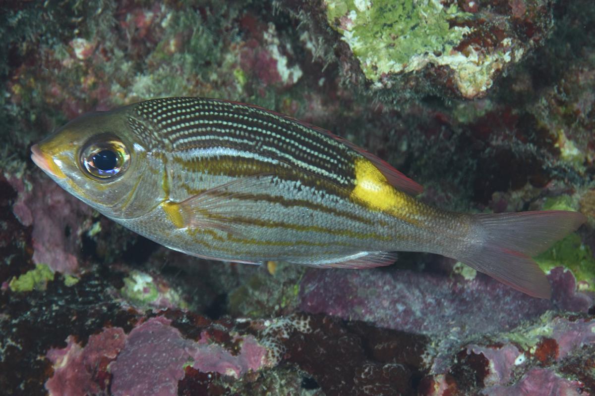 This perch lives in coral reefs, in the lagoon, or in the open ocean.