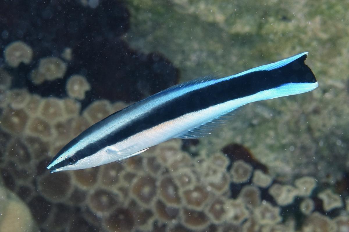 This specie of cleaner wrasse is the most common in French Polynesia.