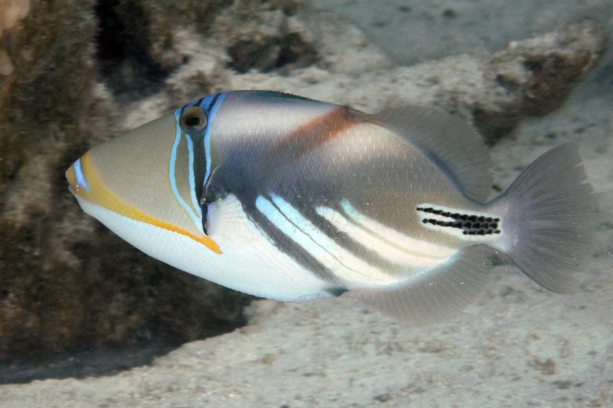 The white-banded triggerfish is an omnivore, tending more carnivore, and blows water into the sand to reveal its prey.