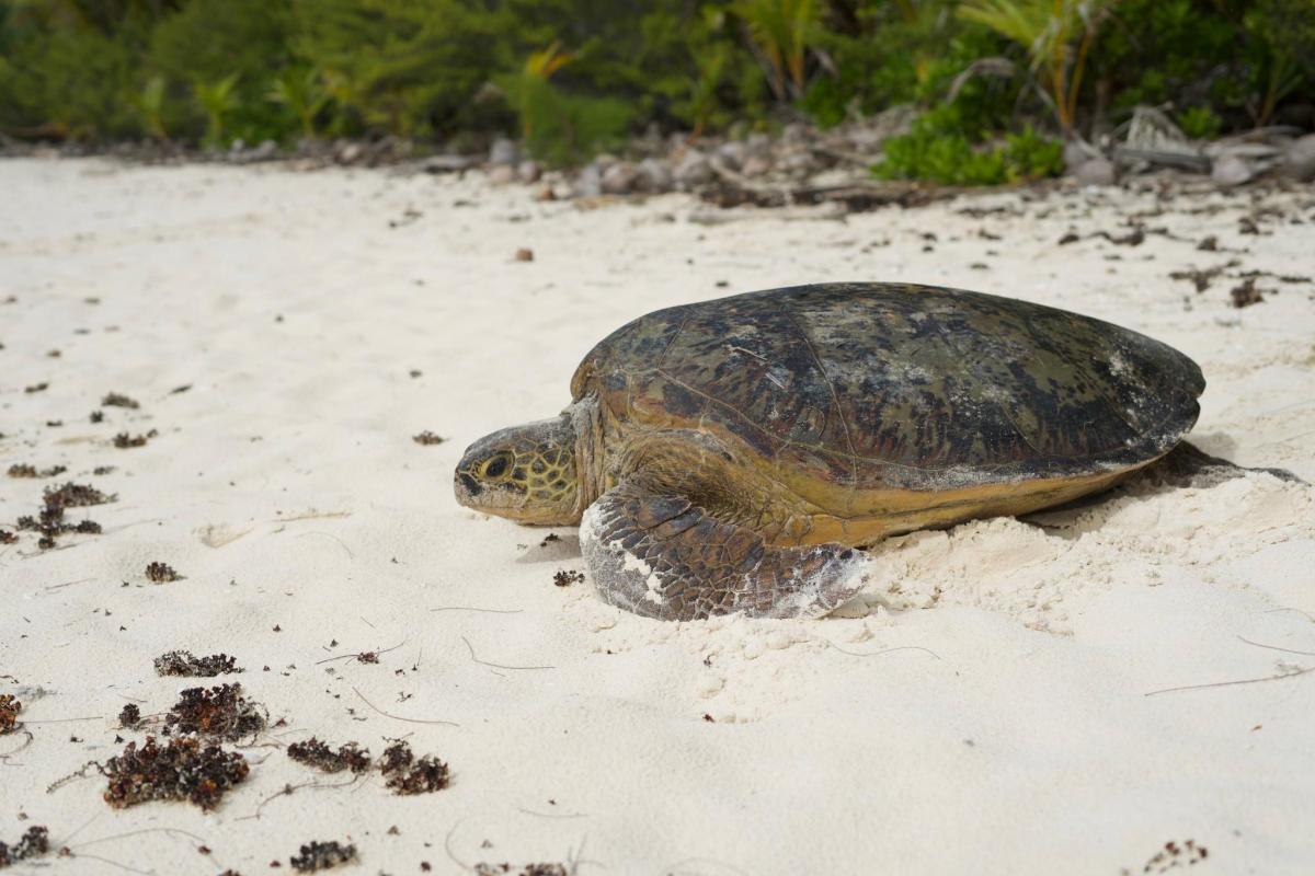 The green turtle lays its eggs regularly in French Polynesia