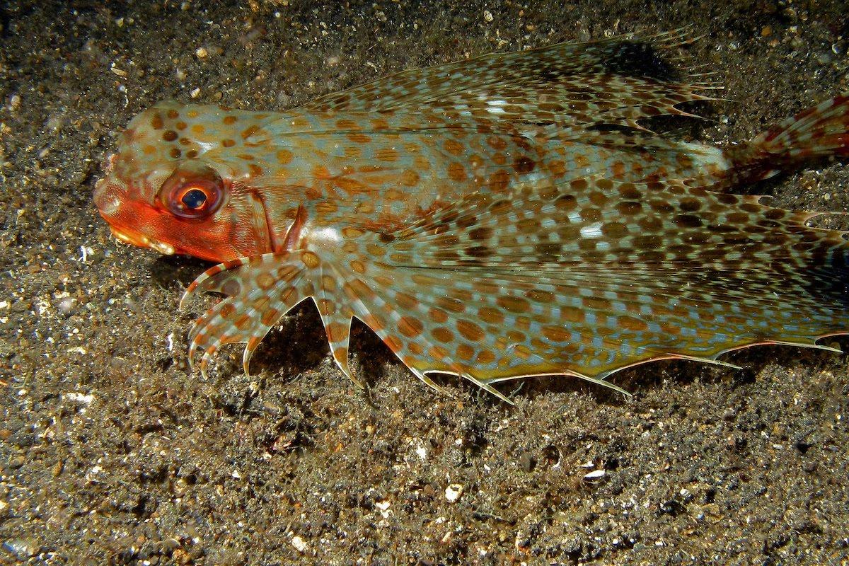This fish is generally solitary and found all over Polynesia, but rarely observed.