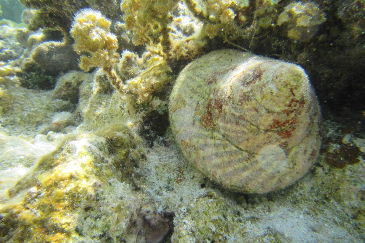 Ce mollusque se nourrit de très petites algues qu'il récolte en broutant les coraux et les rochers.