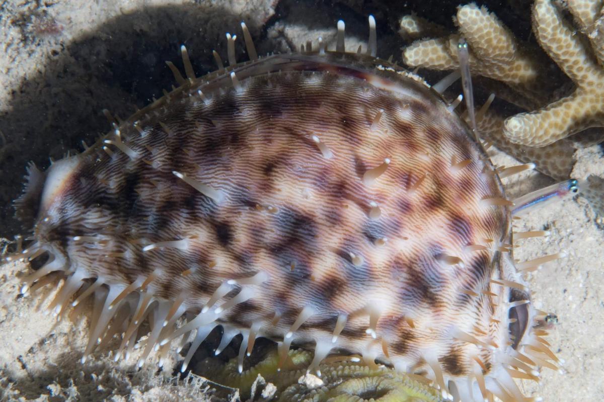 The tiger cowrie is a large, white, shell spotted with black or brown its black and white mantle that can completely cover the shell.