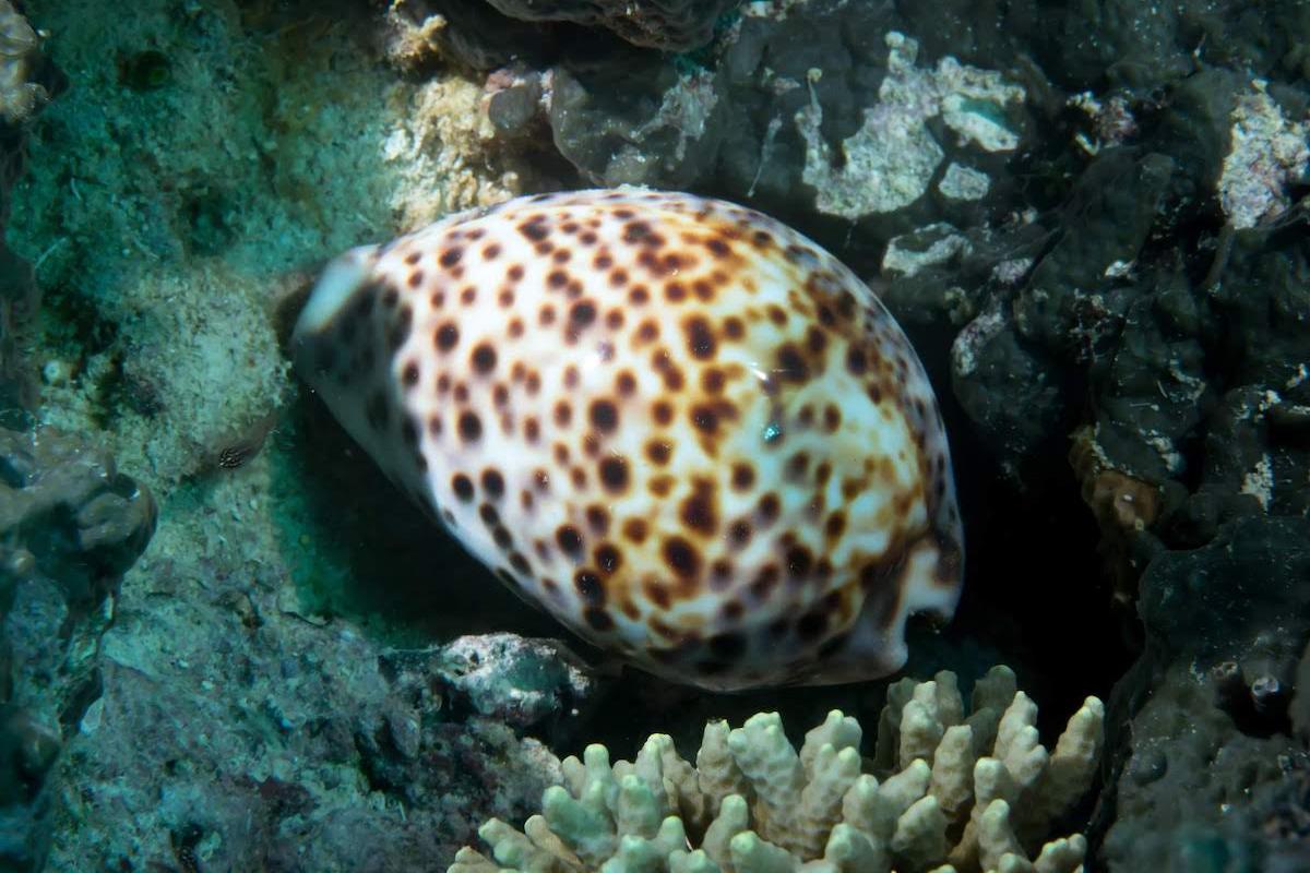 En Polynésie, on le trouve plutôt dans des zones plus profondes car il est surexploité. C'est actuellement une espèce en voie de disparition dans de nombreuses régions du monde.