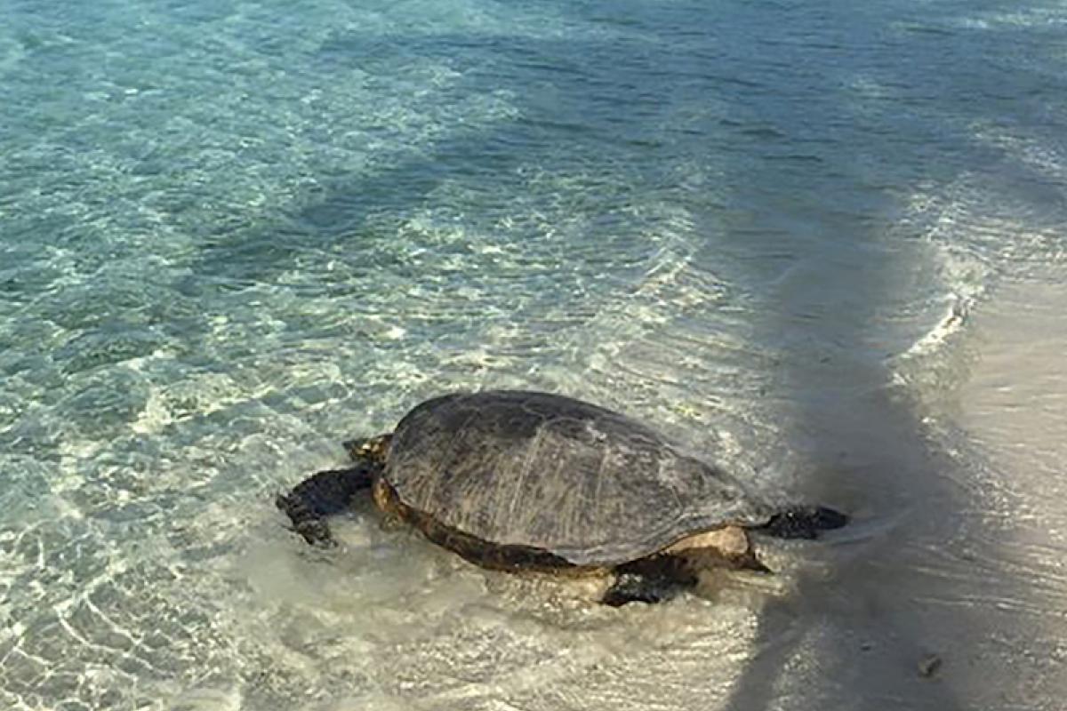 turtle on the beach on Tetiaroa atoll