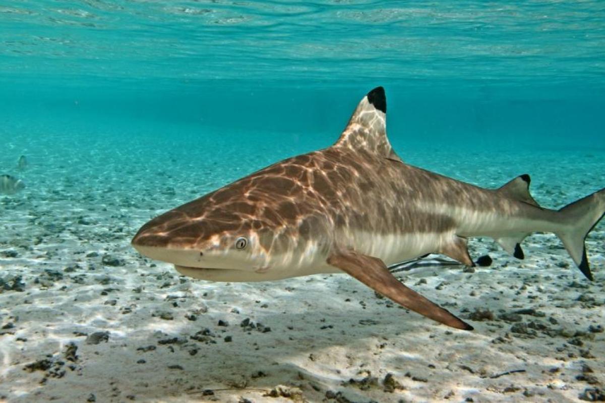 Adult blacktop reef shark