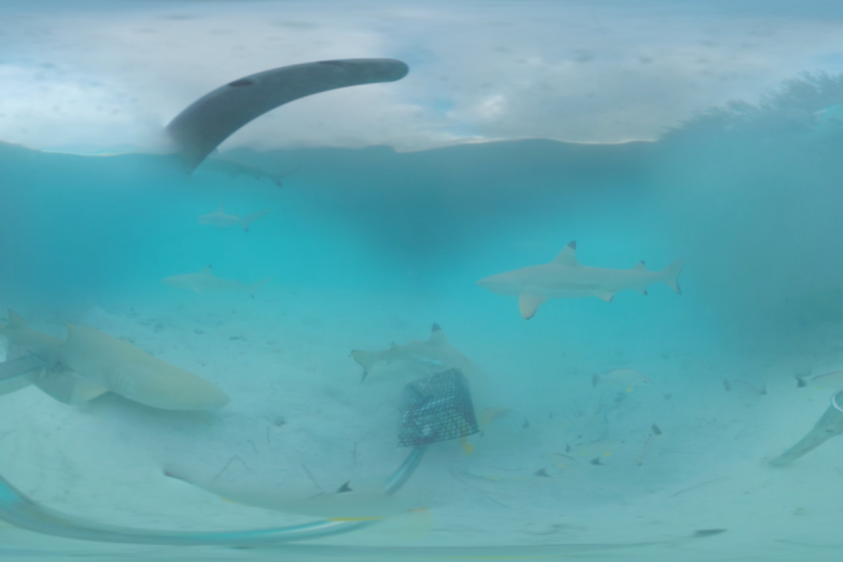 shark observation in 360º