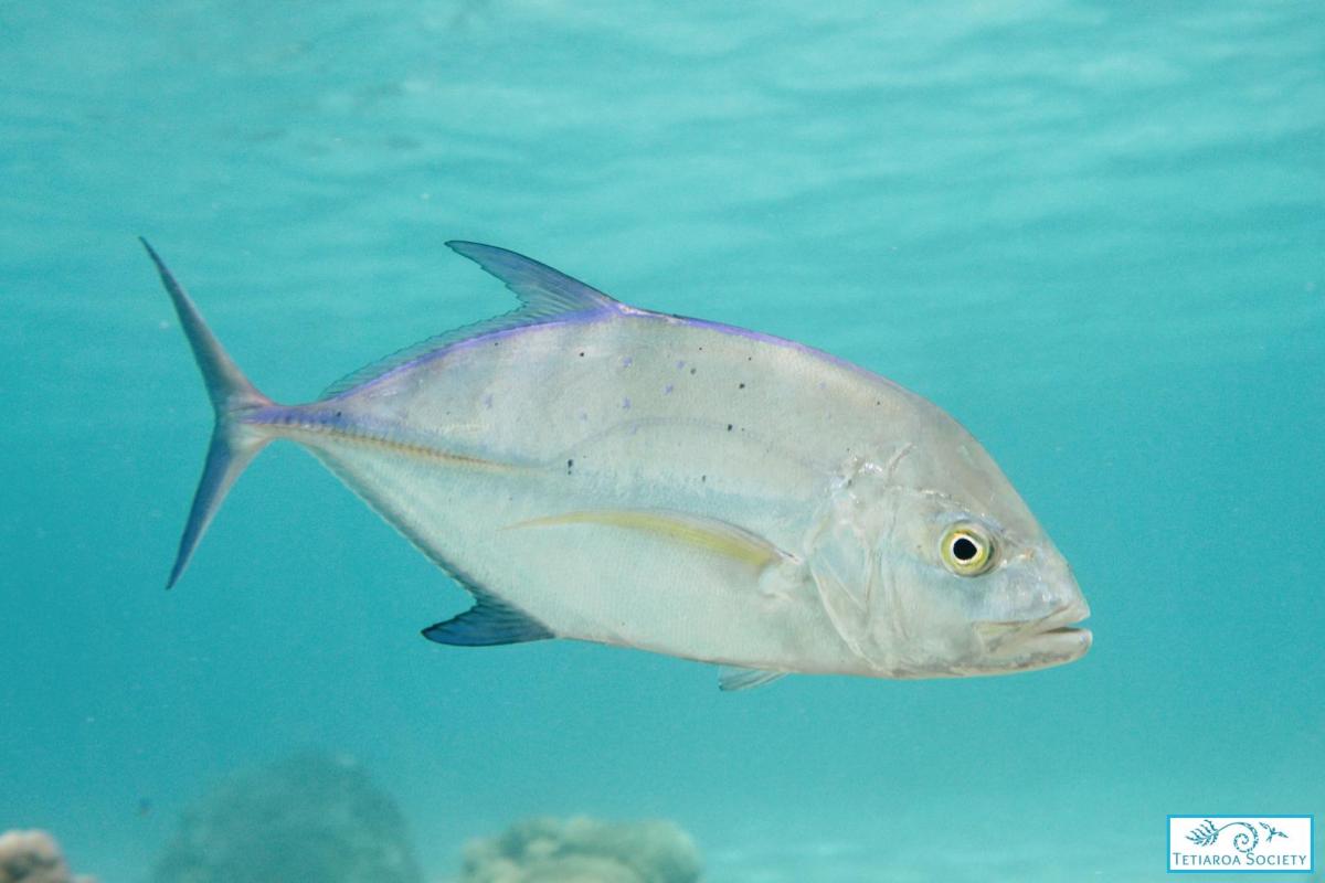 Blue Jack fish observed in the lagoon of Tetiaroa