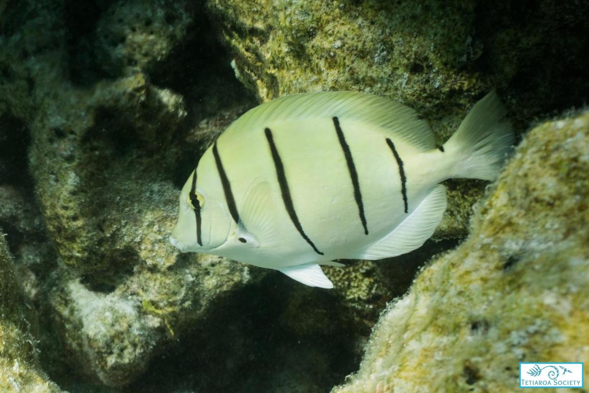 Convict surgeon fish are commonly observed in coral rich areas