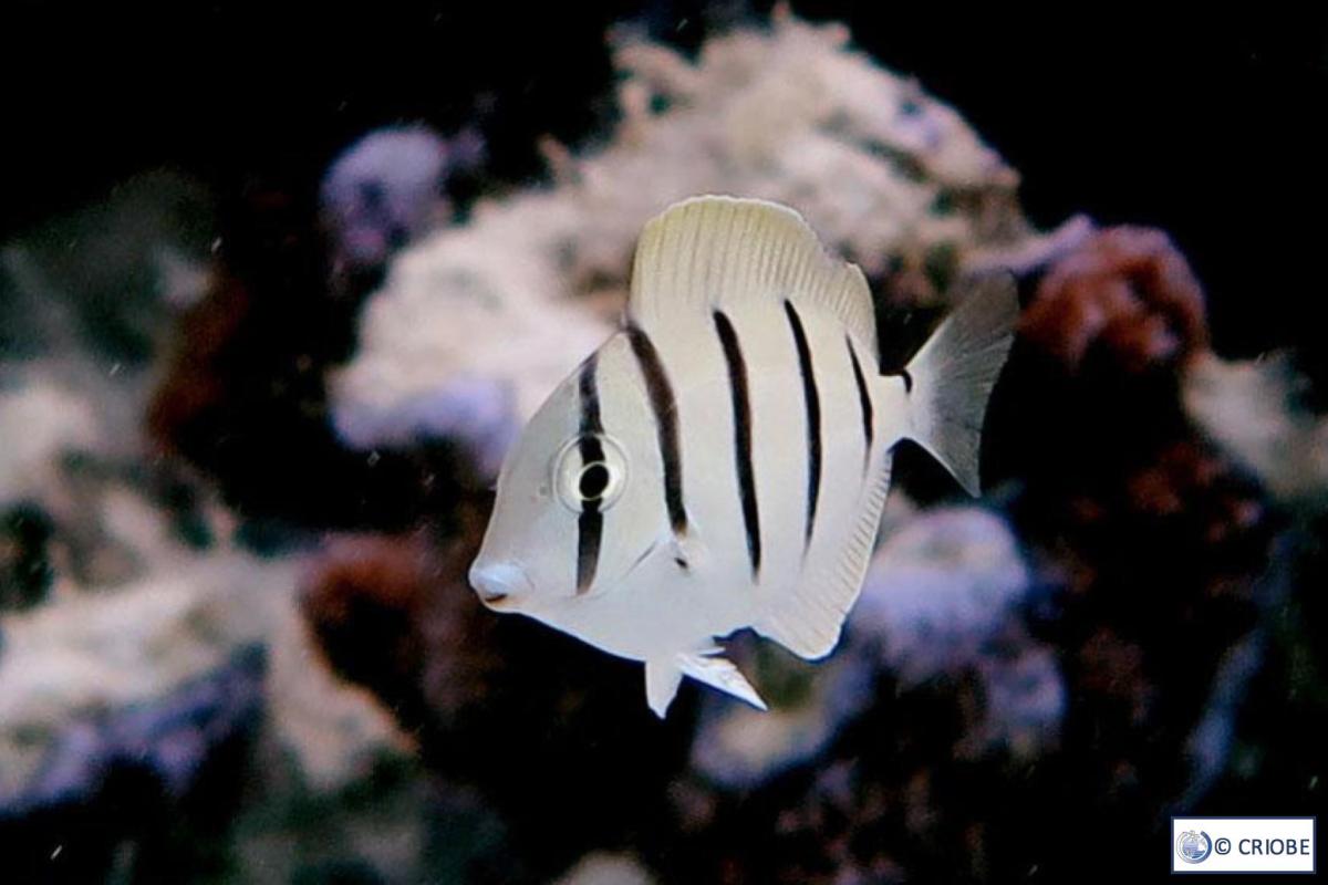 A young individual convict surgeonfish