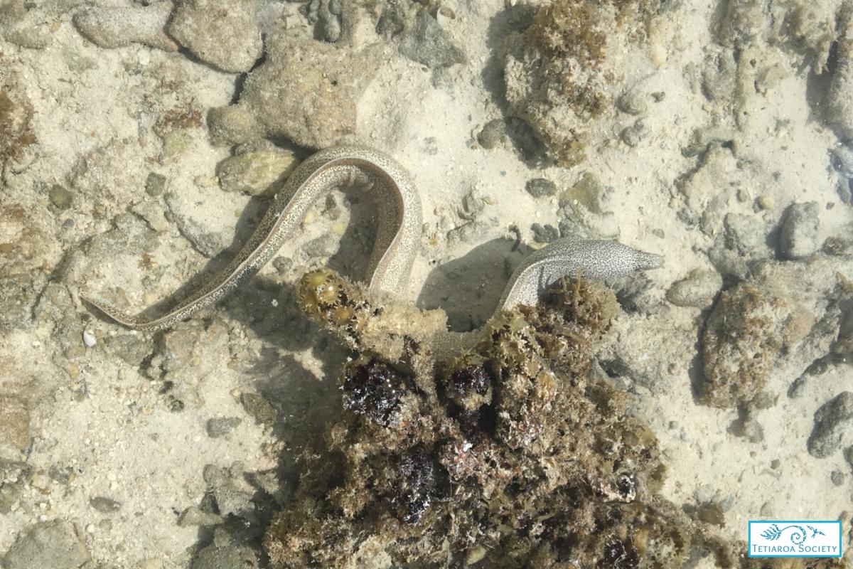 Murène poivrée qui vit dans les zones intertidales peu profondes du récif