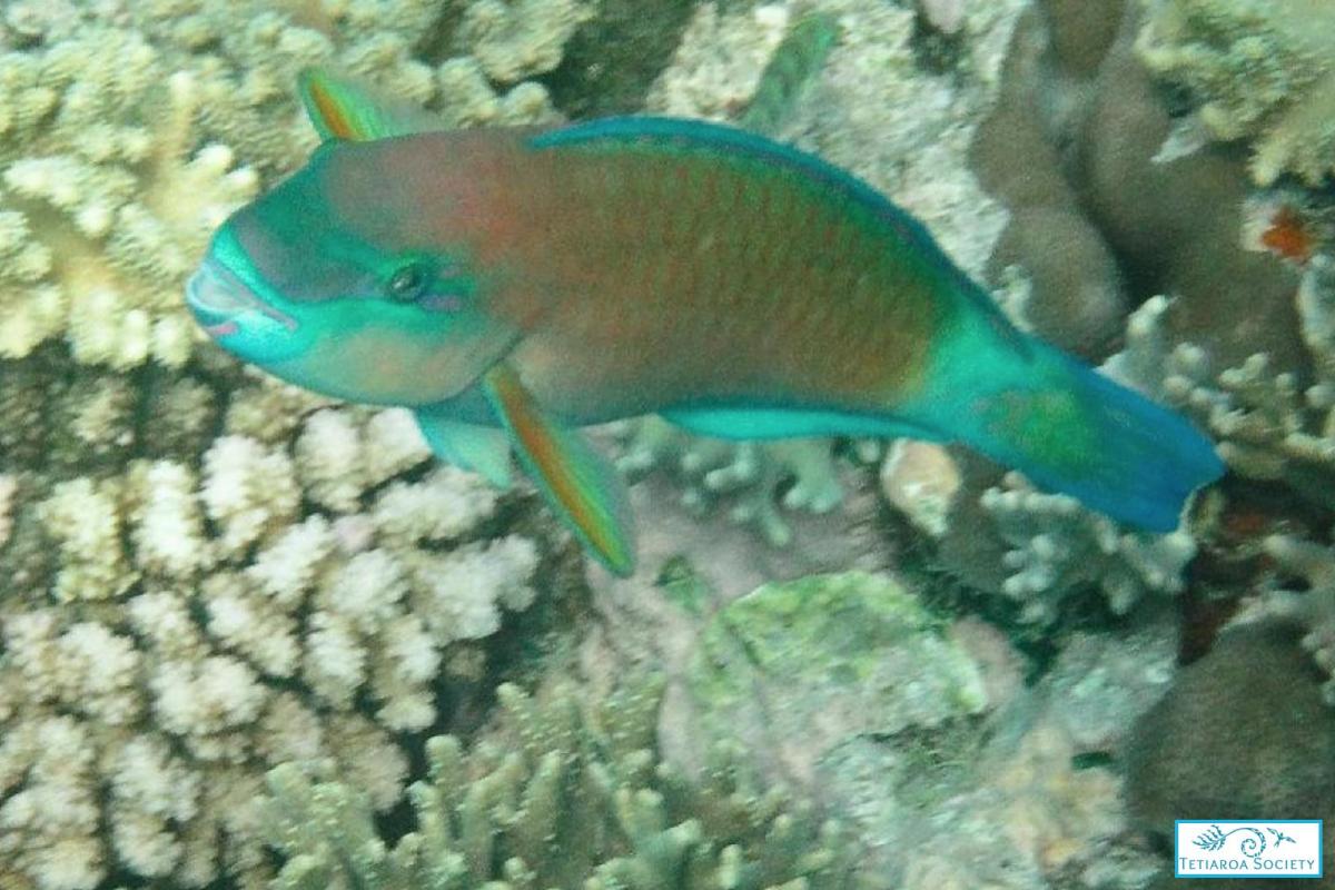 Terminal phase (male) red variant