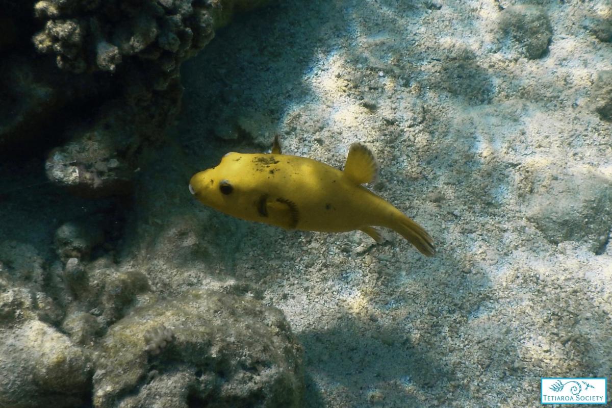 Yellow variant Spotted pufferfish