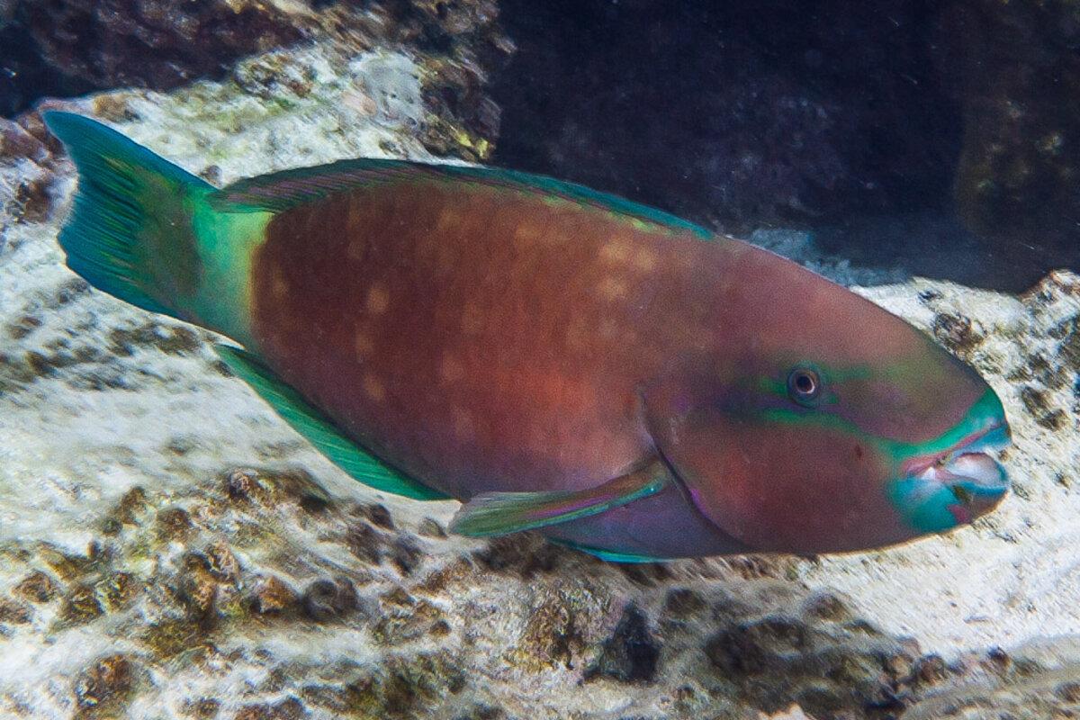 Terminal phase (male) red variant