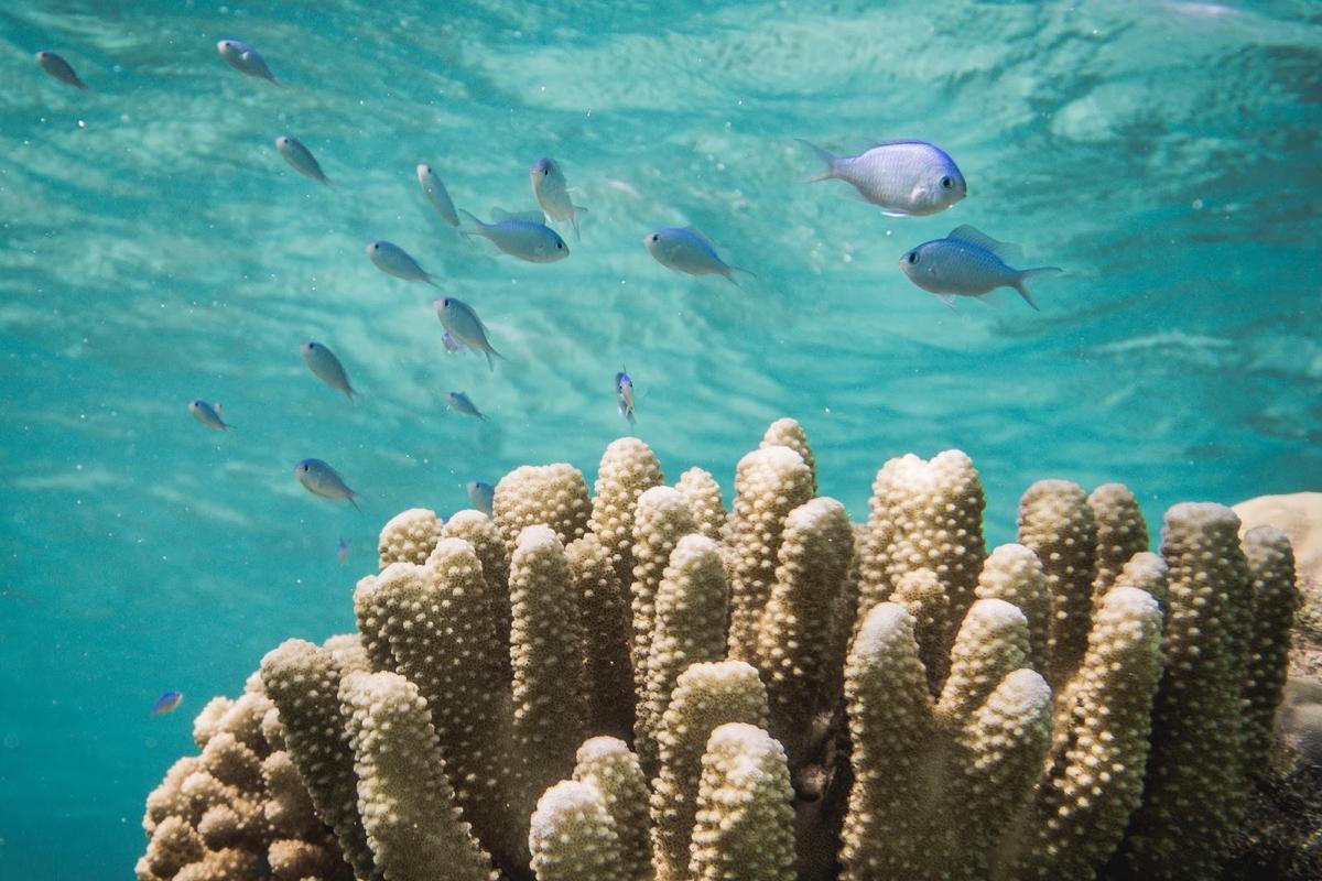 Cette petite fée des lagons est étroitement liée aux coraux vivants
