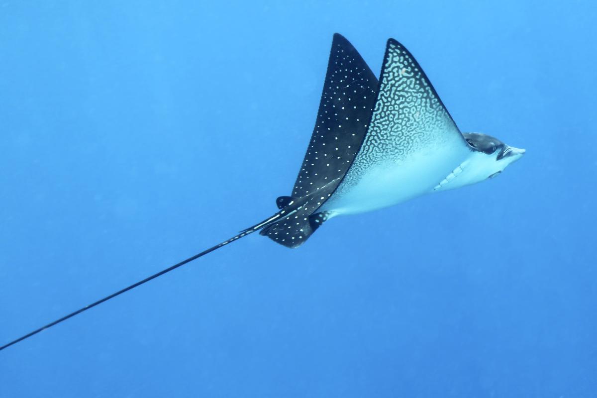 Mature spotted eagle rays can be up to 5 meters (16 ft) in length.