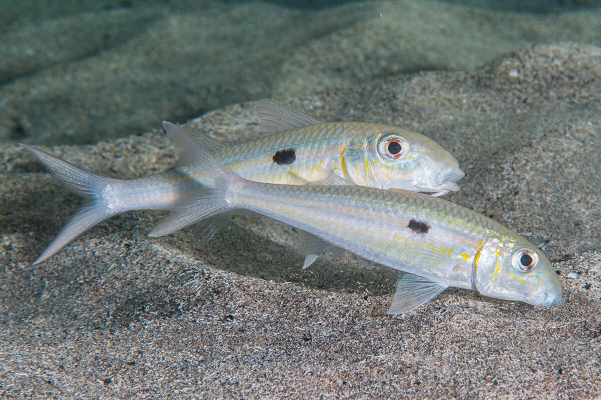 This goatfish is found in the sandy lagoon zones.