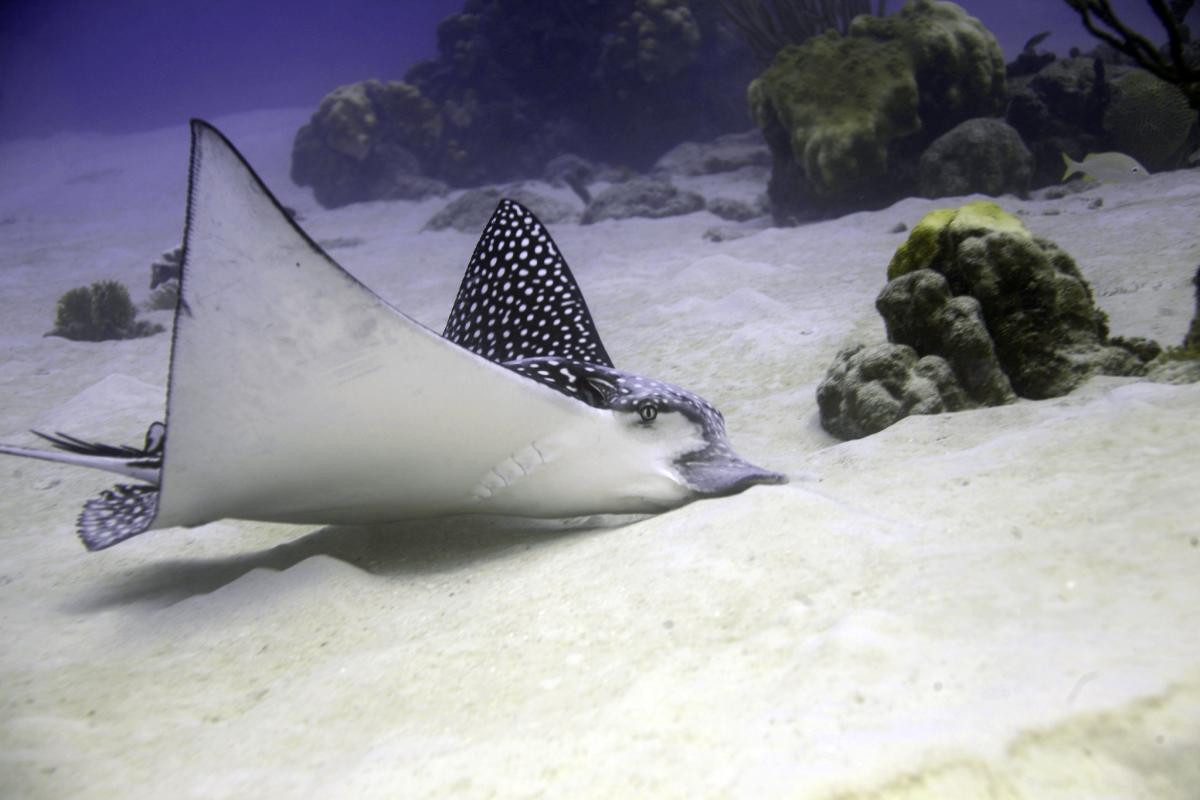 Spotted eagle ray preys mainly upon bivalves, crabs, whelks, benthic infauna.