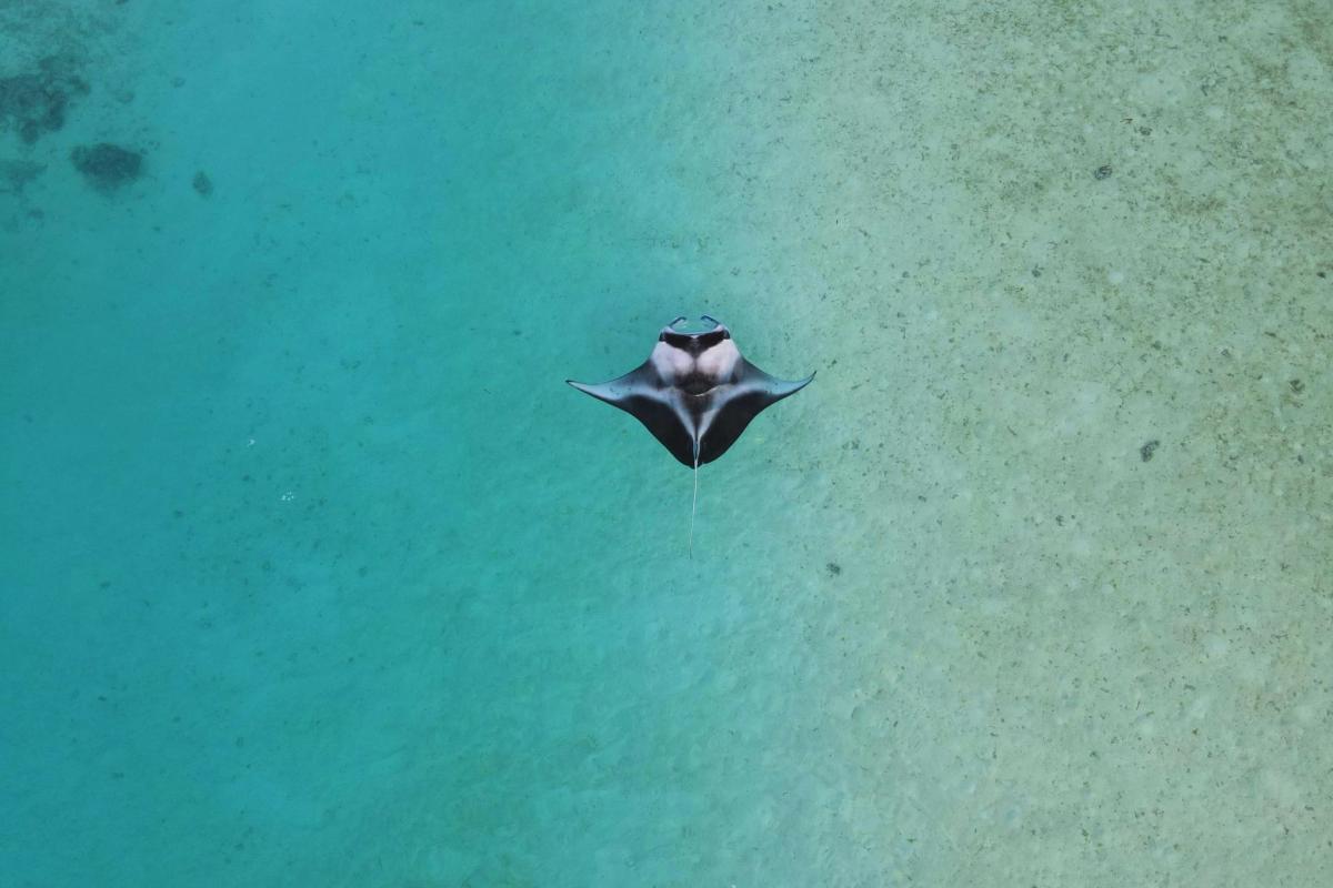 Manta rays live in temperate, subtropical and tropical waters.