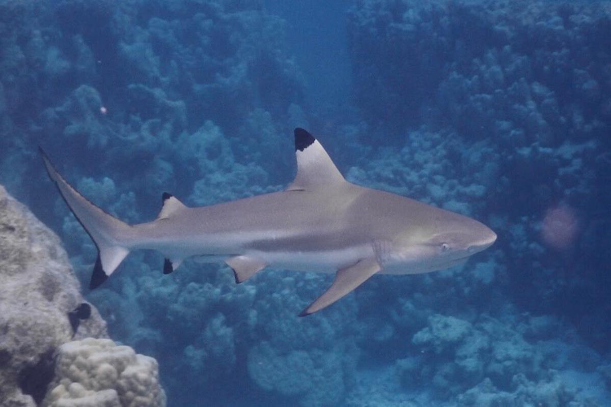 Le requin pointe noire est l’espèce de requin la plus commune à Tetiaroa.