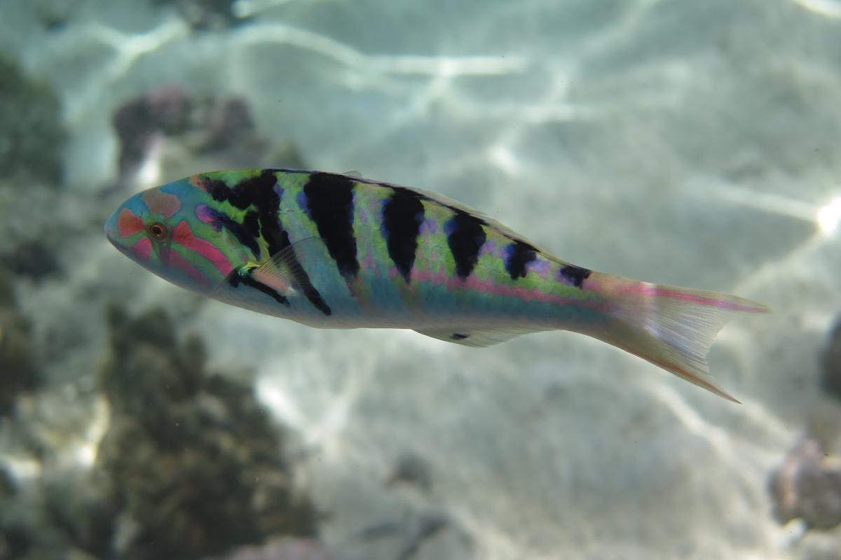 This wrasse is found in shallow waters of the lagoon or at the top of the external slope