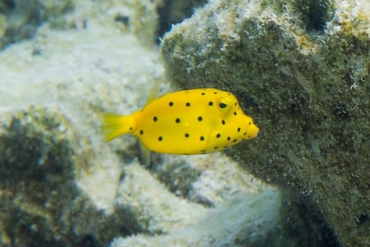 Its color varies from a bright yellow for juveniles to pale yellow for adults. It is present in speckled in black in both stages.