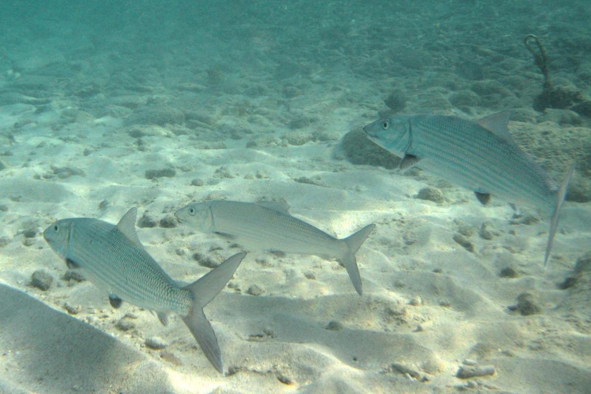 This fish favors shallow areas with sandy bottoms in atolls.