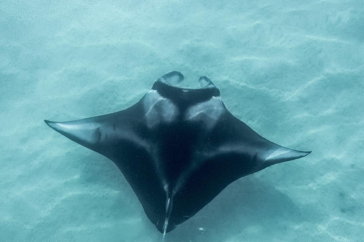 Manta rays feed by filtering sea water and large amounts of zooplankton in the form of shrimp, krill and planktonic crabs.
