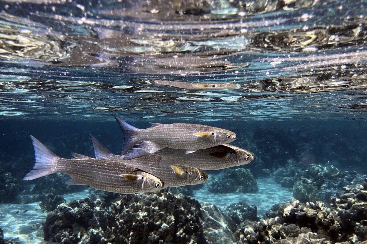 Ce poisson est fréquemment visible sous la surface des lagons.