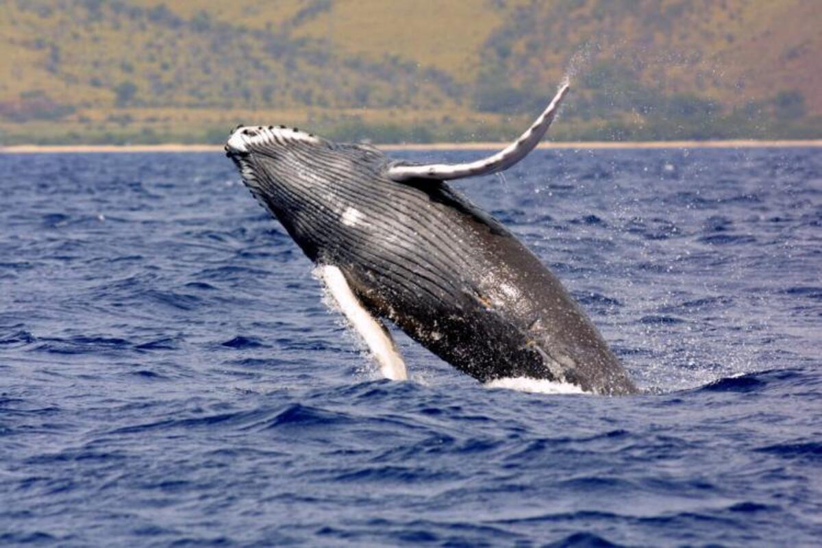 Despite its weight, the humpback whale is capable of jumping by propulsing its whole body out of the water at a speed of 35 km/h (21 mph).