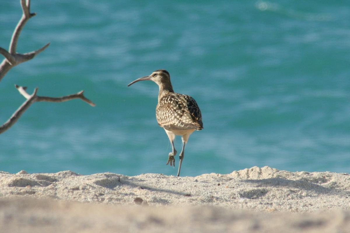 Bristle-thighed curlew on the beach