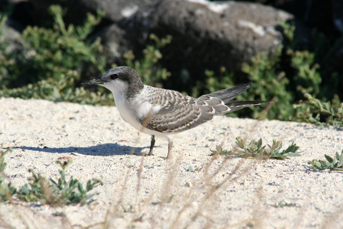 Grey-Backed Tern at juvenile stage