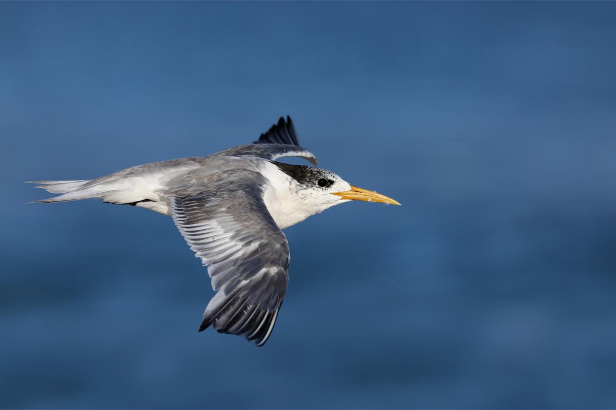 Great crested tern fly