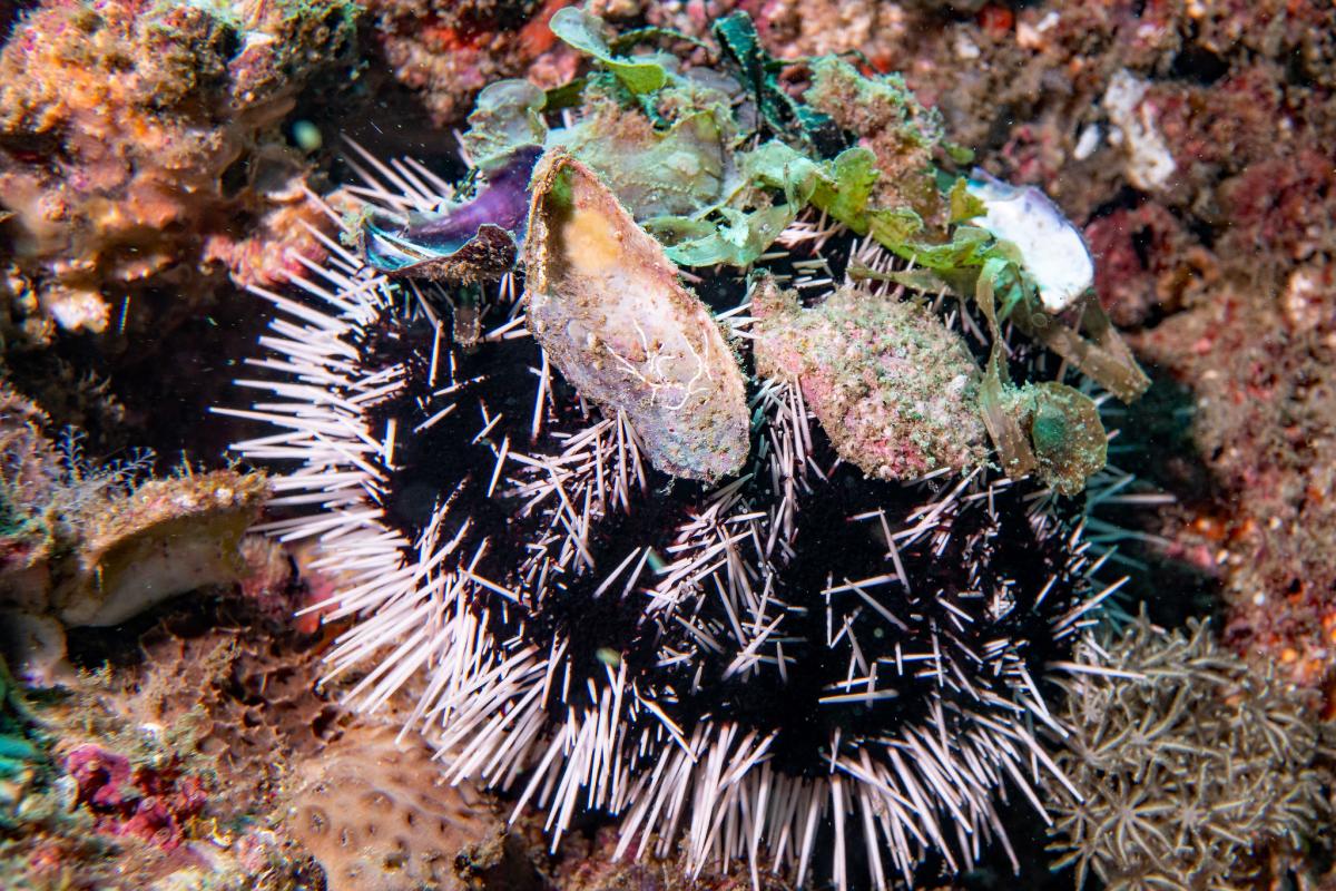 This sea urchin is globulous with small spines and is very venomous