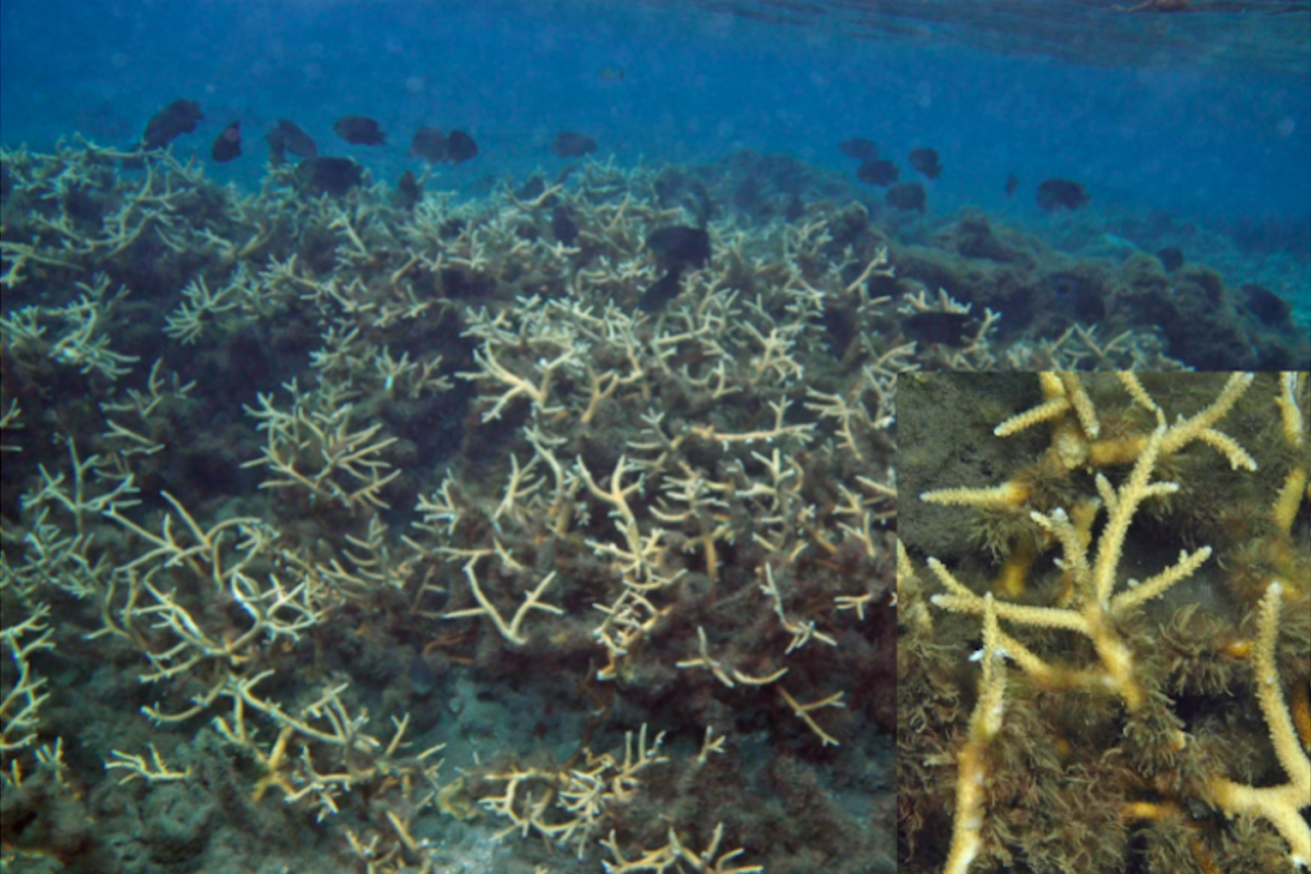 Staghorn coral is the most abundant and important group of corals in the reef. It is sensitive and fragile. 