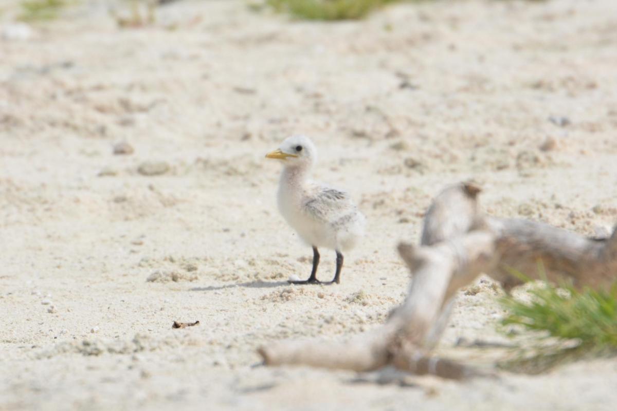 Juvenile Great crested tern 