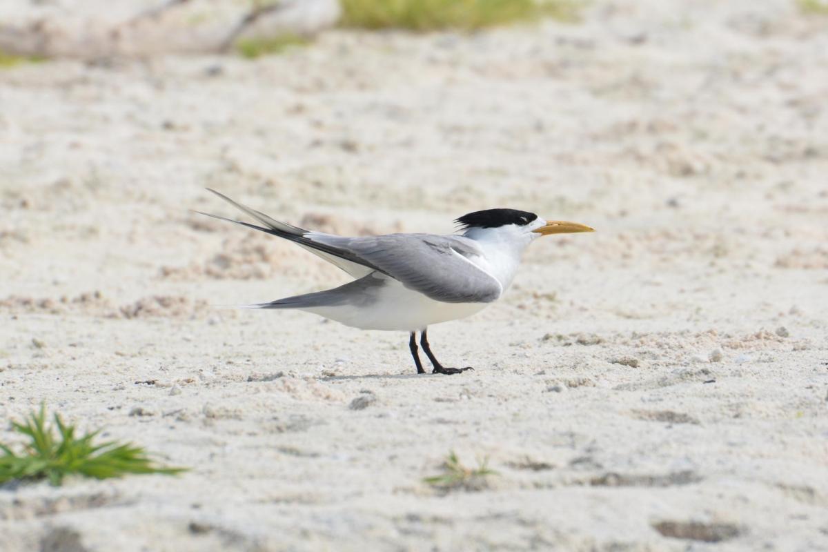 Great crested tern - Reproductive plumage 