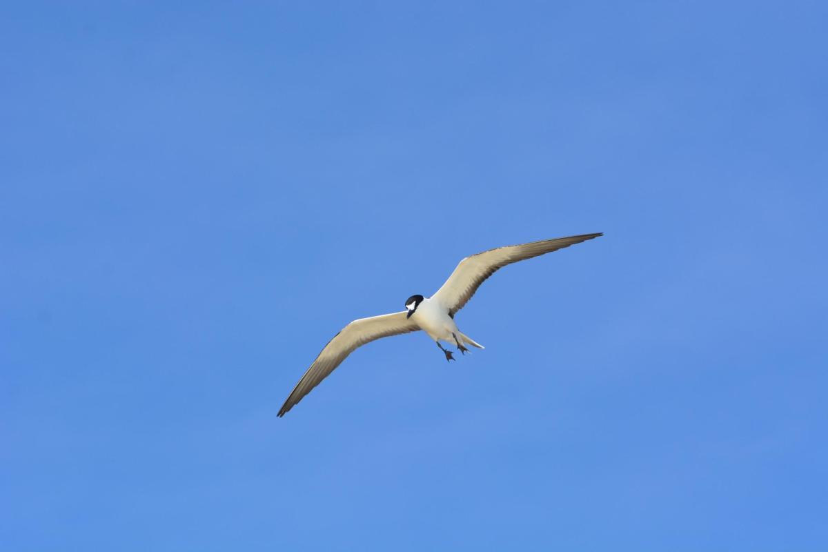Sooty Tern fly