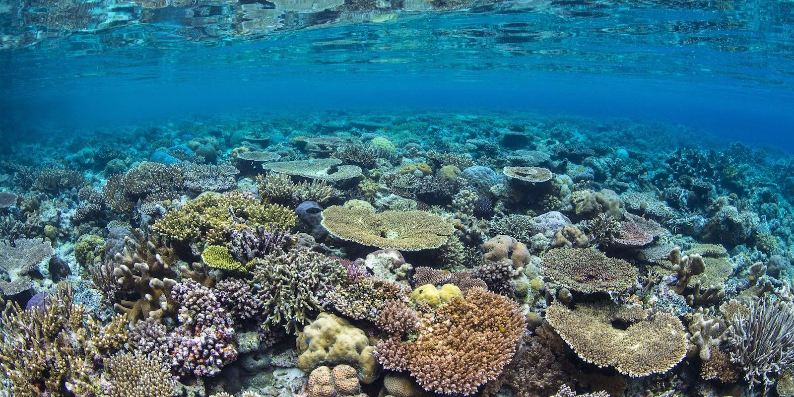 coral reef - photo credit Alex Mustard