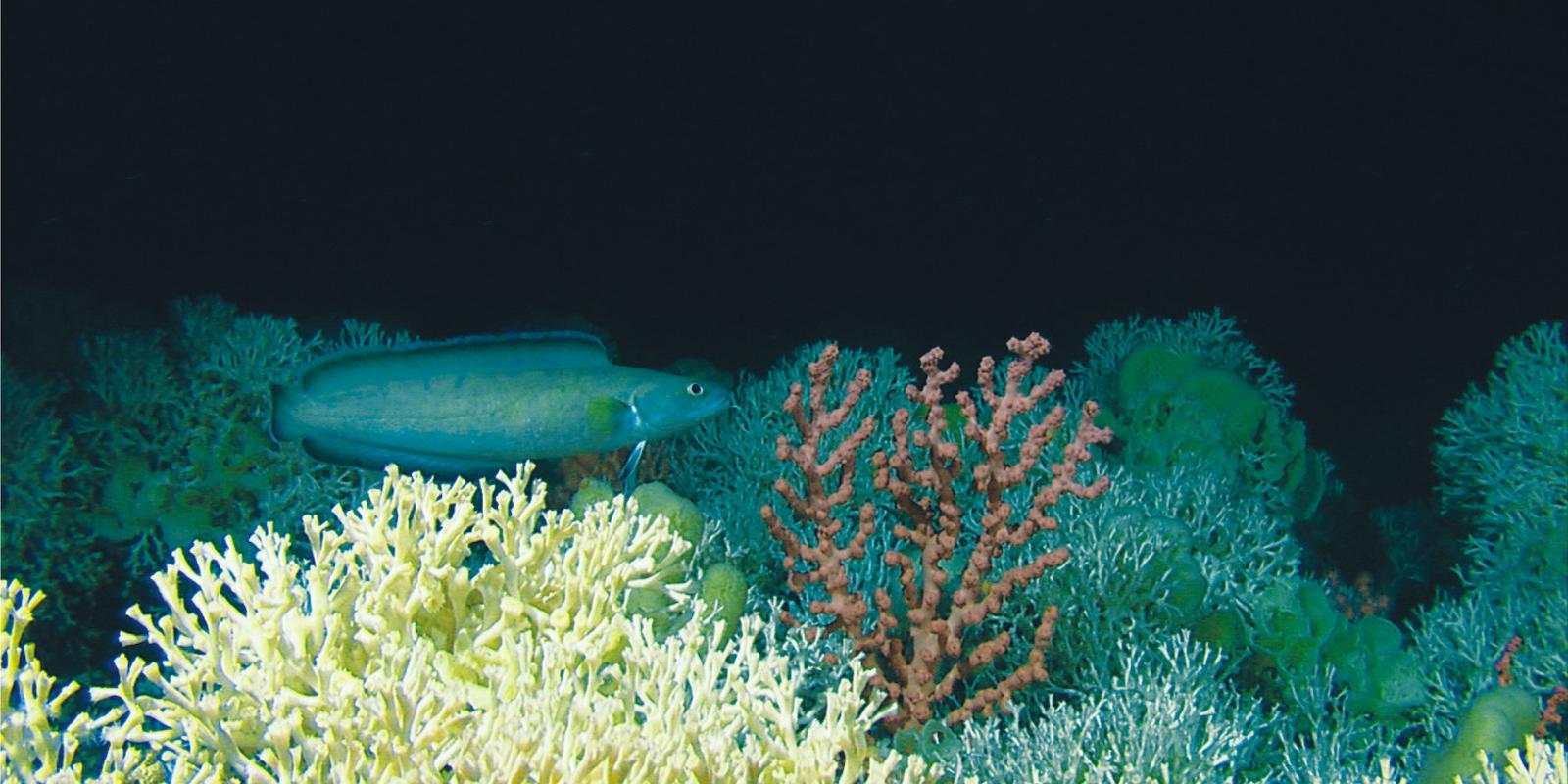 deep sea coral reef