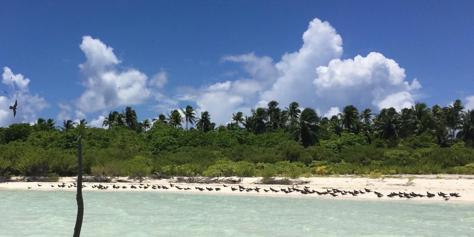 bird island, Tetiaroa atoll