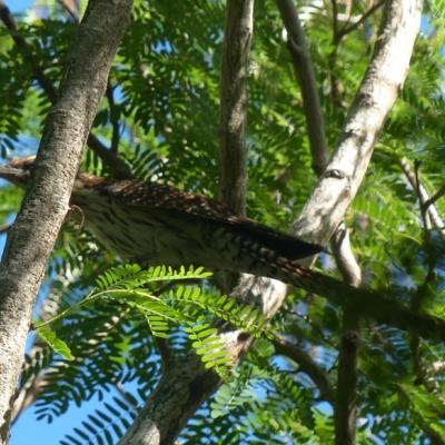 Coucou de Nouvelle-Zélande perché dans un arbre