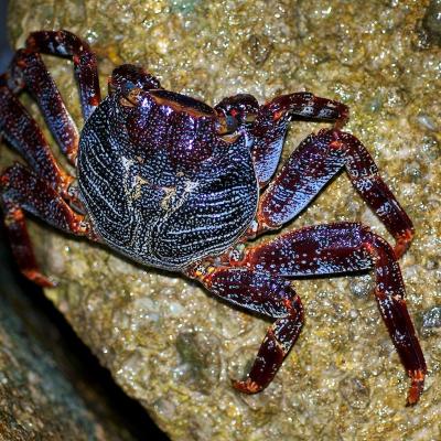 Le crabe coureur est un crabe commun en Polynésie française et on le trouve partout sous les tropiques.