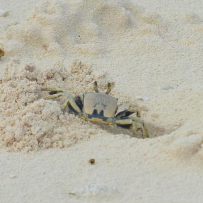 Le crabe fantôme à cornes est celui qui creuse tous les trous que l'on peut trouver sur les plages d'Onetahi.