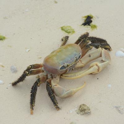 Ce crabe vit dans la zone supralittorale, juste hors de portée de la marée haute, au fond des plages et autour des poches d'eau.