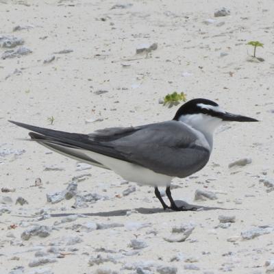 Grey-Backed Tern