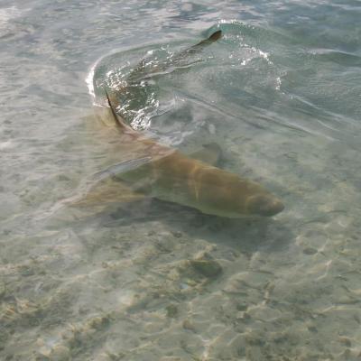 Le requin citron est la 2e espèce de requin présente dans le lagon de Tetiaroa.