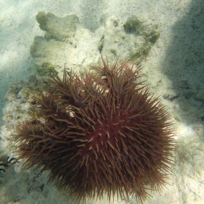 L’une des caractéristiques les plus remarquables de l’étoile de mer couronne d’épines est ses épines, qui peuvent mesurer jusqu’à deux pouces de long.